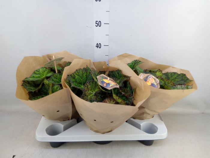 <h4>Begonia BD 'Lime Fever'</h4>