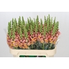 Antirrhinum majus Toulon Apricot