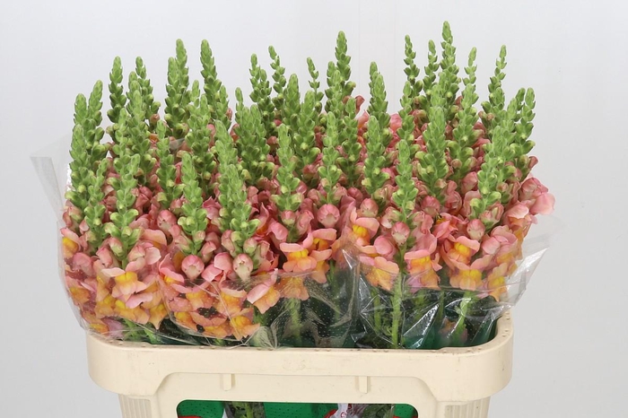 <h4>Antirrhinum majus Toulon Apricot</h4>