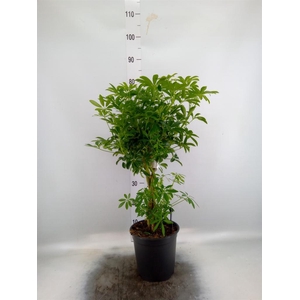 Schefflera arbor. 'Luseana'
