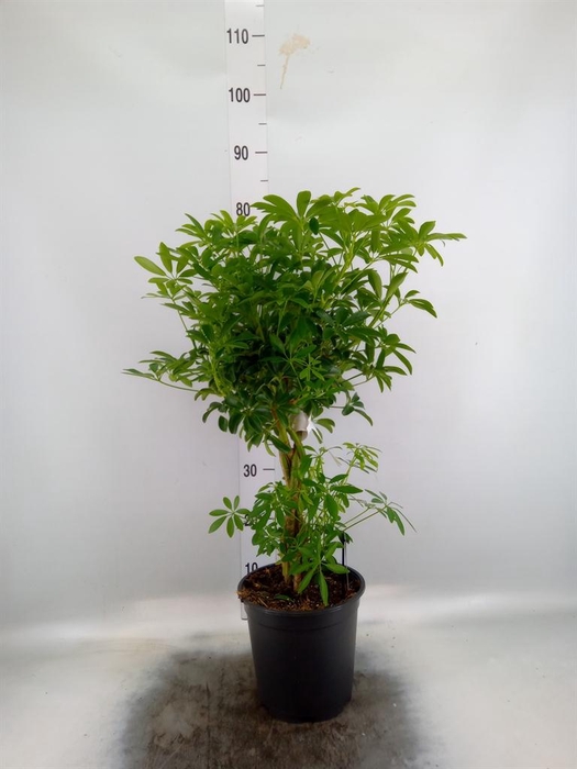 <h4>Schefflera arbor. 'Luseana'</h4>