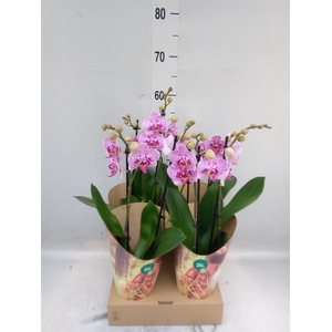 Phalaenopsis   ...rose