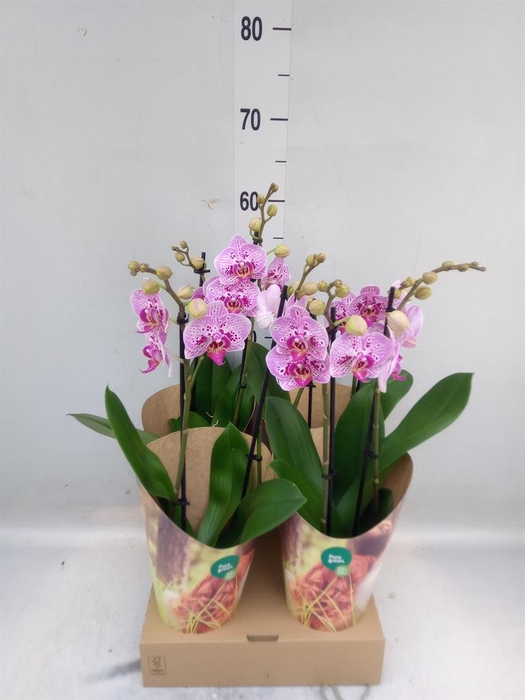 <h4>Phalaenopsis   ...rose</h4>