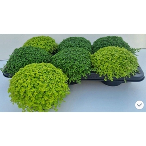 SOLEI SOL  GEM 2 SRT