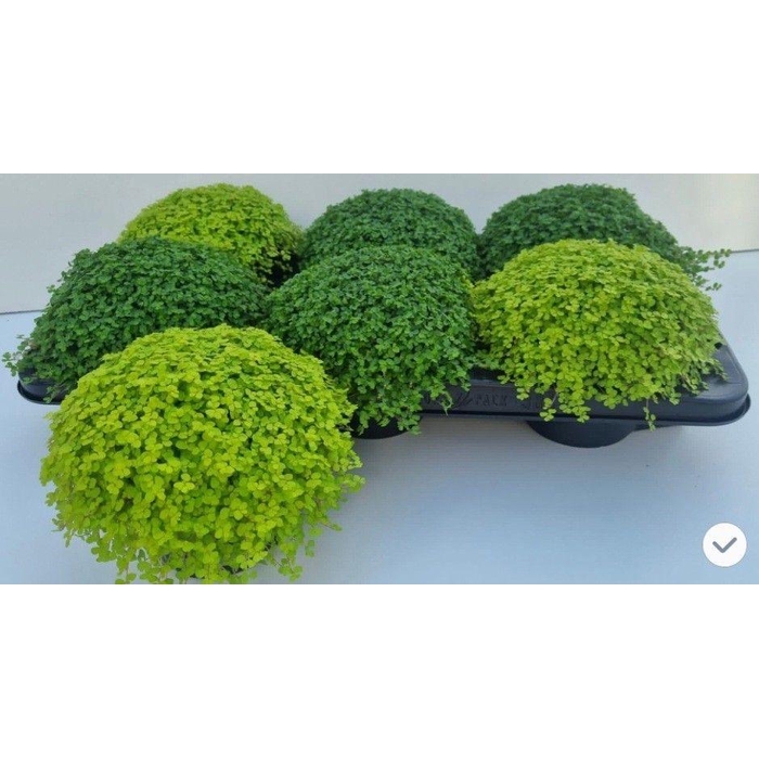 <h4>SOLEI SOL  GEM 2 SRT</h4>