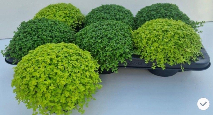 <h4>SOLEI SOL  GEM 2 SRT</h4>