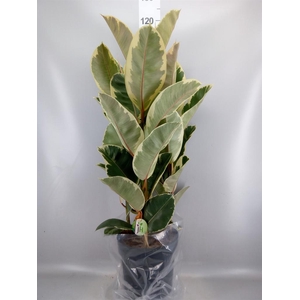 Ficus elastica 'Tineke'
