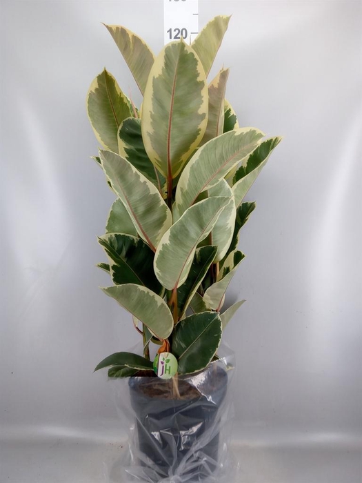 <h4>Ficus elastica 'Tineke'</h4>