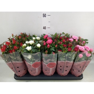 Rosa  'Star Roses'   ...mix 4