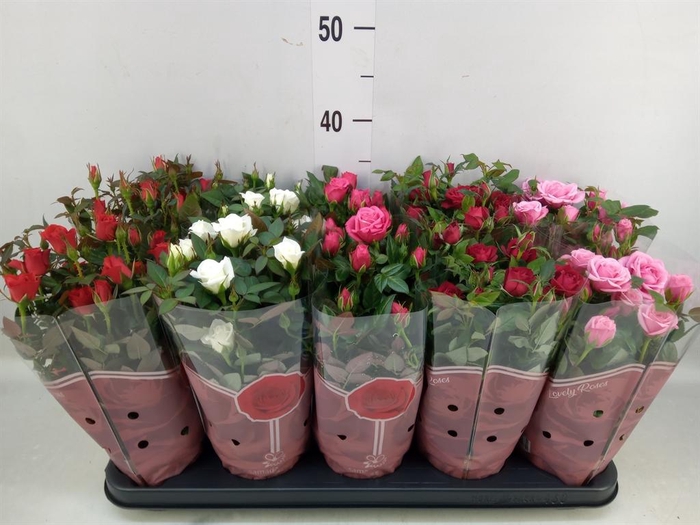 <h4>Rosa  'Star Roses'   ...mix 4</h4>