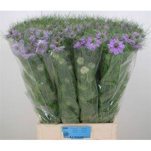 Nigella D Bubble Gum