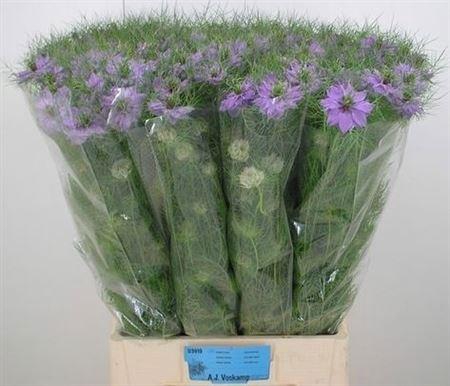 <h4>Nigella D Bubble Gum</h4>