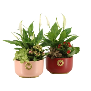 22005: Lovess arrangement