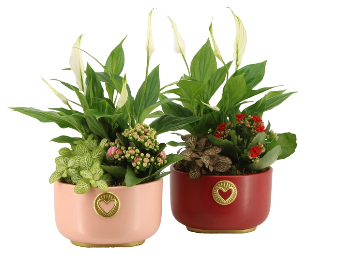 <h4>22005: Lovess arrangement</h4>