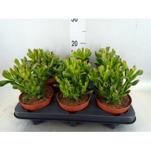 Crassula ovata 'Trompet'