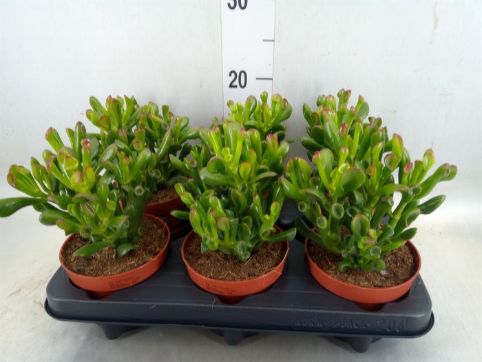 <h4>Crassula ovata 'Trompet'</h4>