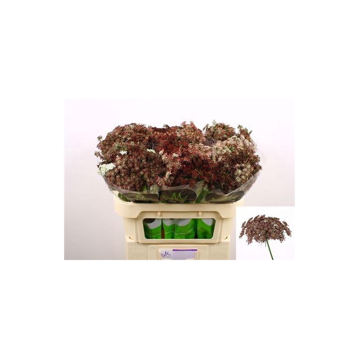 <h4>Daucus Carota Dara</h4>