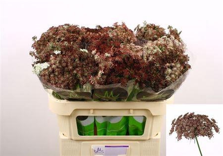 <h4>Daucus Carota Dara 70cm</h4>