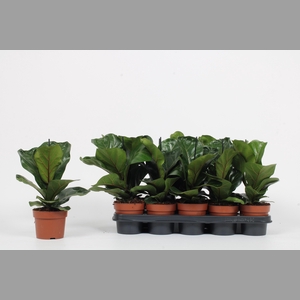 FICUS LYRATA BAMBINO
