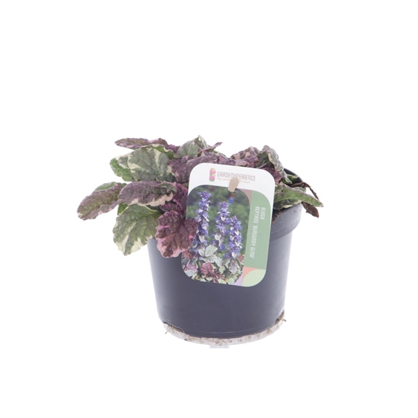 Ajuga reptans Burgundy Glow