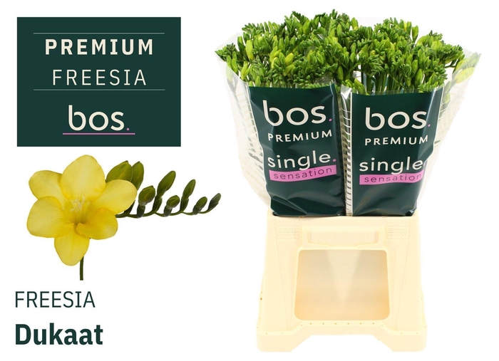 <h4>Freesia enk Dukaat</h4>