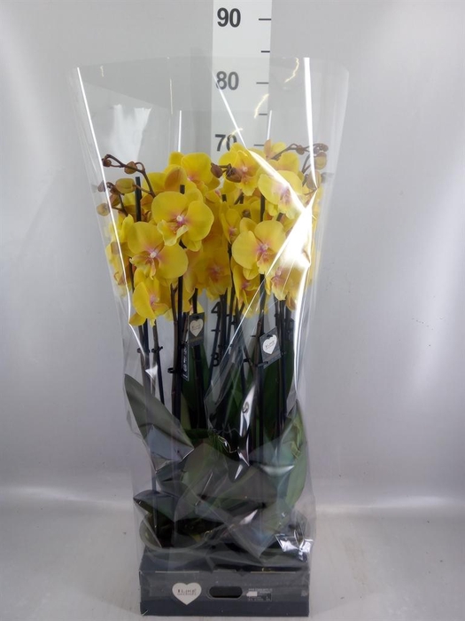 <h4>Phalaenopsis  'Manta Palau'</h4>