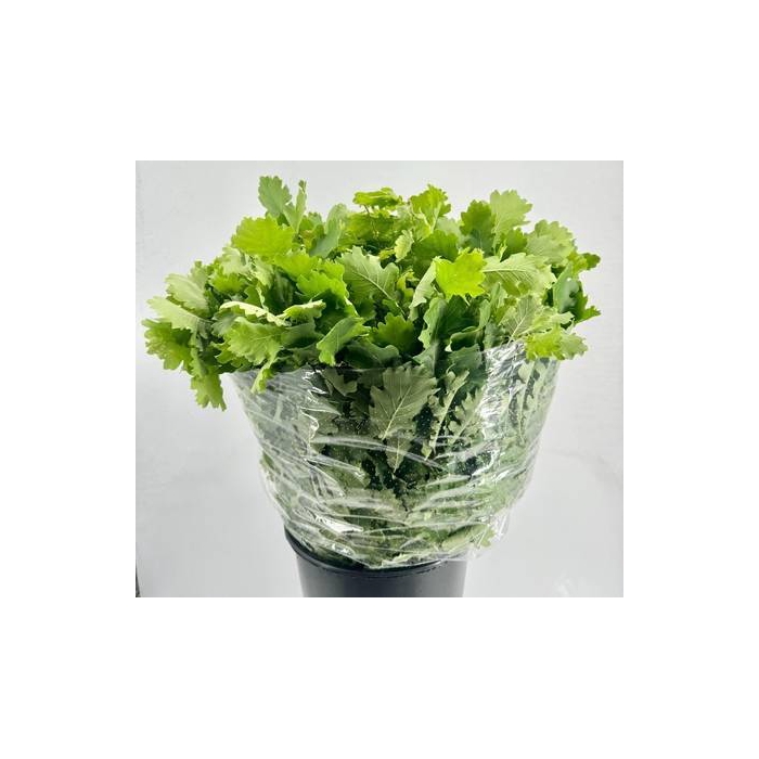 <h4>Quercus Verde</h4>