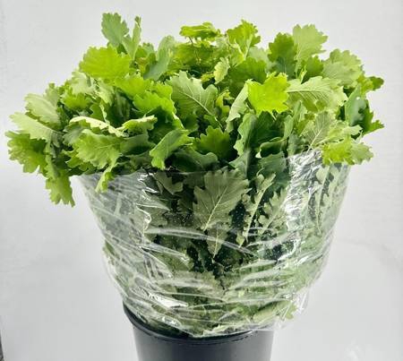 Quercus Verde