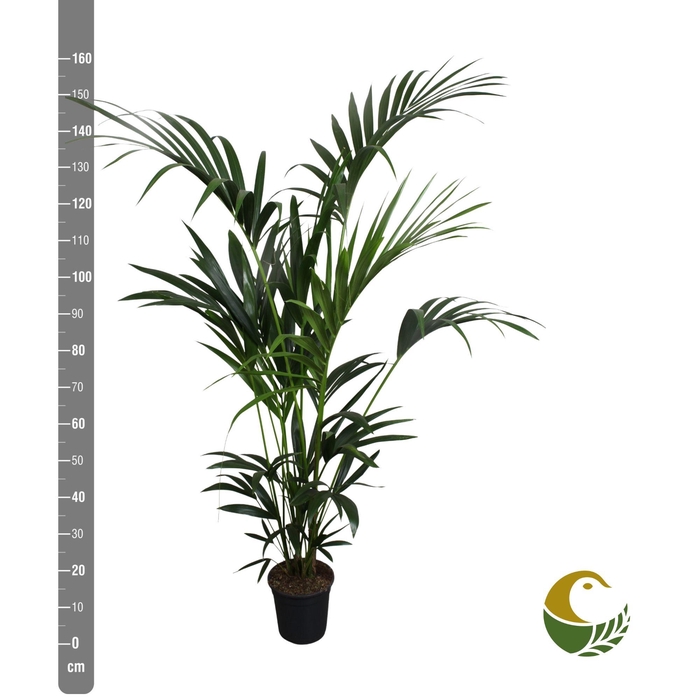 <h4>HOWEA FORSTERIANA</h4>