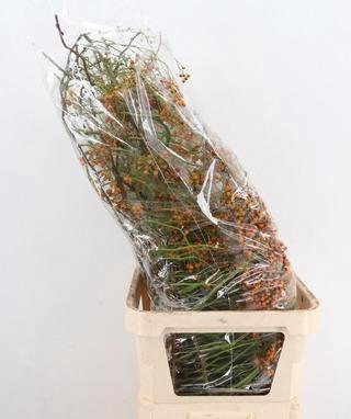 <h4>ROSA CORALLO ORANGE 110CM</h4>