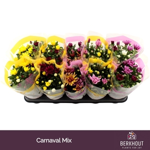 Chrysanthemum gemengd in pot