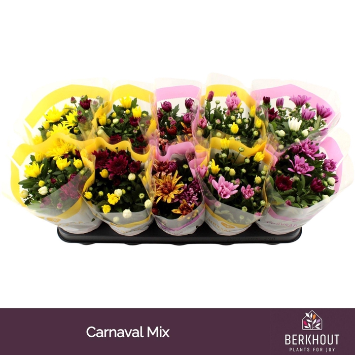 <h4>Chrysanthemum gemengd in pot</h4>