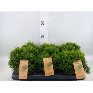 Rhipsalis burchellii