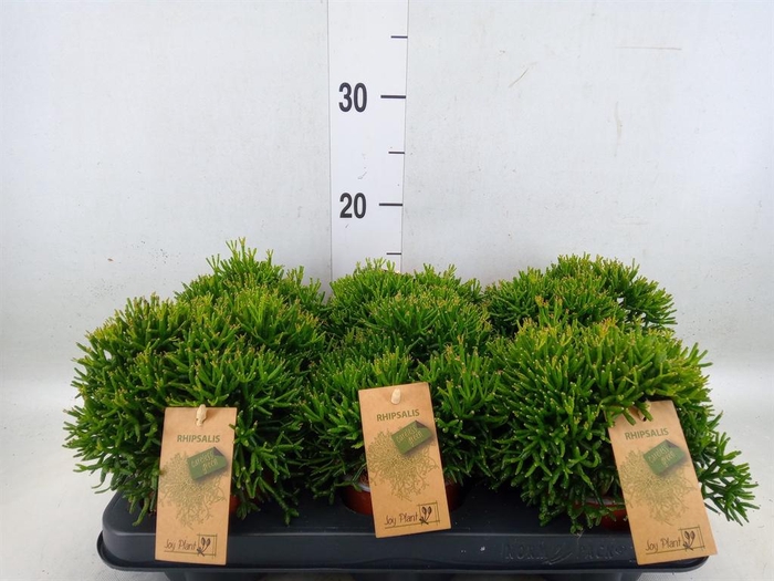 <h4>Rhipsalis burchellii</h4>