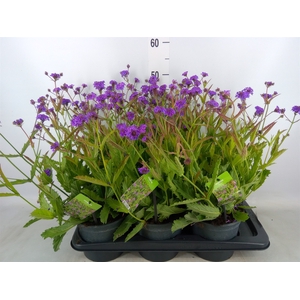 Verbena rigida