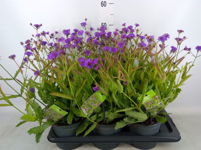 <h4>Verbena rigida</h4>