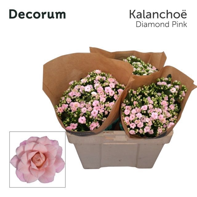 <h4>Kal Diamond Pink Decorum</h4>