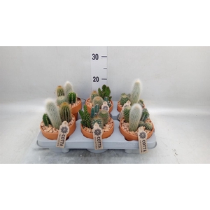 Arr.  Cactus L%