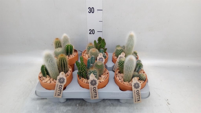 <h4>Arr.  Cactus L%</h4>