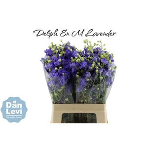 DELPH EN M LAVENDER