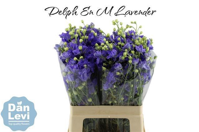 <h4>DELPH EN M LAVENDER</h4>