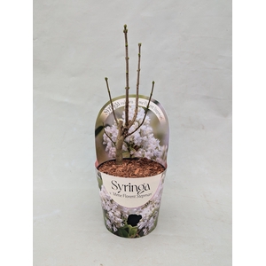 Syringa vulgaris 'Mme Florent Stepman' 17 cm in potcover