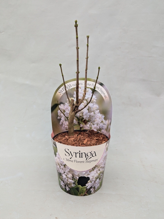 <h4>Syringa vulgaris 'Mme Florent Stepman' 17 cm in potcover</h4>
