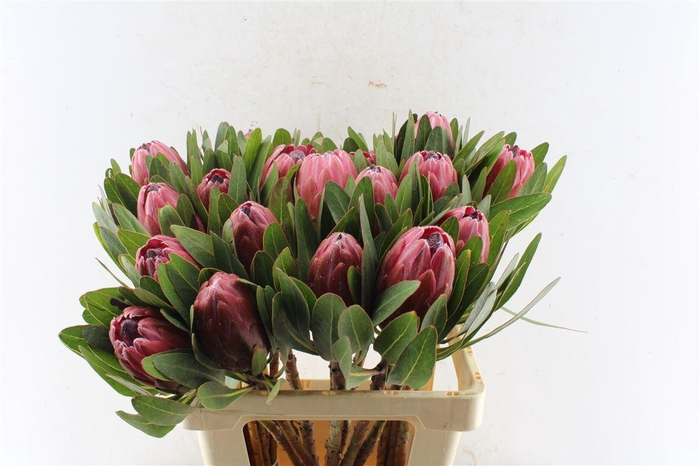 <h4>Protea Lancelot</h4>