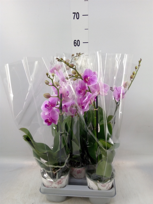 <h4>Phalaenopsis   ...lilac</h4>