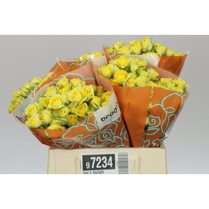 Rosa Tr Daylight