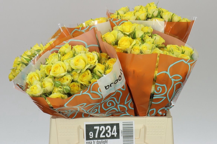 <h4>Rosa Tr Daylight</h4>