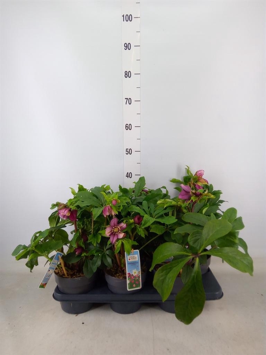 <h4>Helleborus ori.</h4>