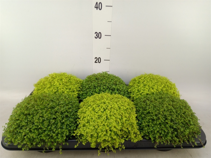 <h4>Soleirolia soleirolii   ...mix 2</h4>