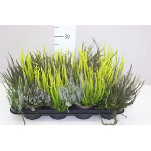 Calluna G.girls Sunset Trio